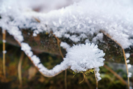 白雪覆盖的树枝