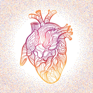 手绘素描解剖心脏。 涂鸦Zentangle矢量插图