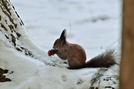 一只松鼠在雪地上吃坚果
