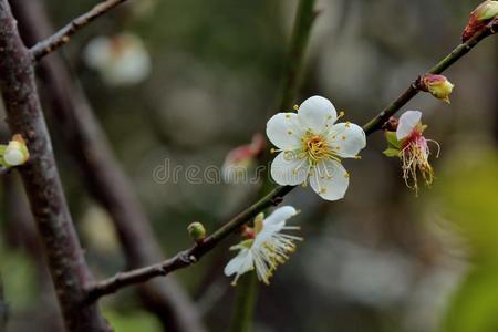 梅花