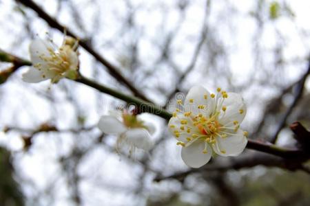 梅花