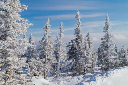 美丽的冬季树木景观