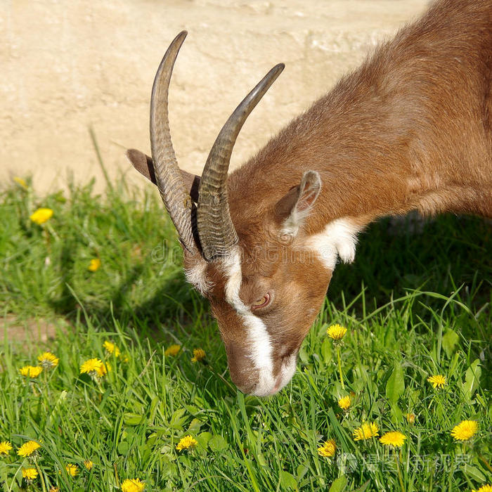 有大角的棕色山羊