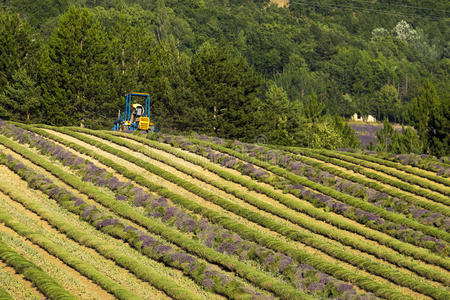 农业 冷静 五颜六色 乡村 风景 植物 领域 地平线 欧洲