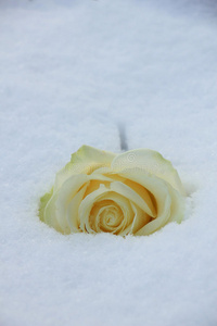 冬天 花瓣 玫瑰 晶体 开花 冰冷的 象牙色 雪花 盛开