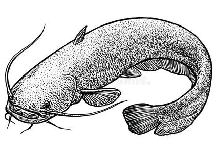 鲶鱼插图,绘图,雕刻,线条艺术,现实照片