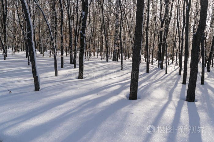 西伯利亚 云杉 俄罗斯 旅行 阳光 美丽的 太阳 自然 公园