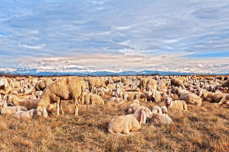 一群带羊羔的羊。 他们在冬天吃草。