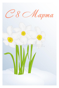美丽的祝贺或贺卡为妇女一天与水仙在雪中。 俄语翻译3月8日。 节日问候