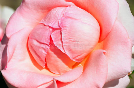 美丽的粉红色玫瑰。