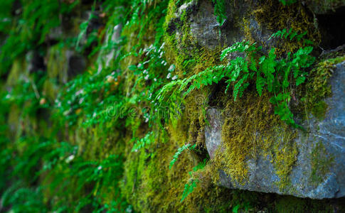 公园 岩石 真菌 植物区系 自然 美丽的 咕哝 石头 花园