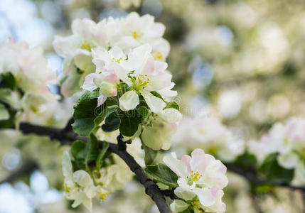 春天花园里盛开的苹果树