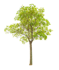 树白底图片-树白底素材-树白底插画-摄图新视界