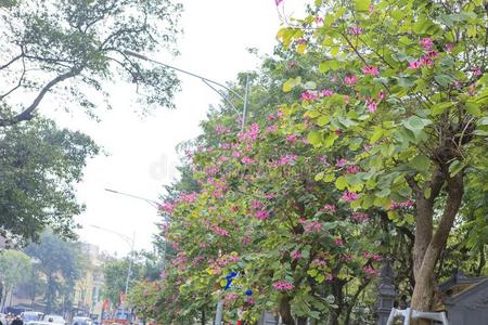 旅行 恶作剧 越南 文化 建筑学 基姆 中南半岛 损害 河内