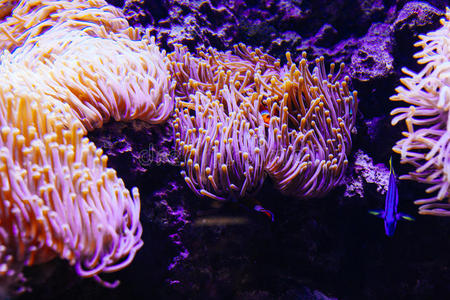 坦克 暗礁 水族馆 自然 珊瑚 野生动物 游泳 美丽的 海洋
