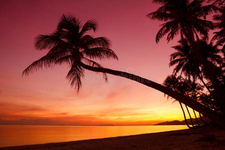 热带落日棕榈树