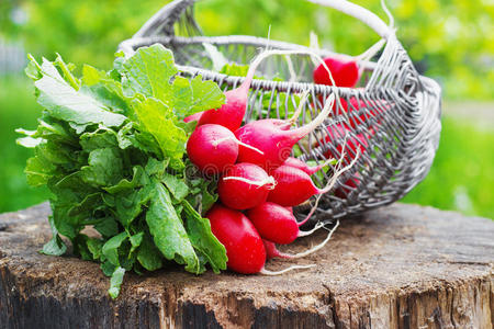一堆新鲜的红色花园萝卜在树桩上的篮子里