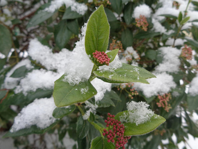 盛开的灌木振动覆盖着雪