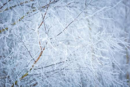 植物学 颜色 一月 树叶 冰冷的 特写镜头 分支 日历 自然