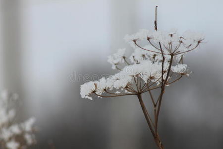 雪花