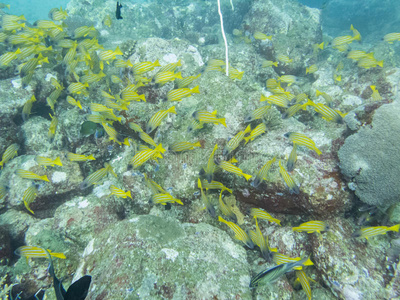 暗礁 野生动物 自然 海的 海洋 泰国 旅行 海滩 珊瑚