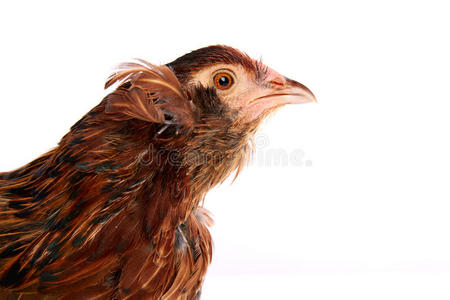 来自智利的蓝色复活节彩蛋的araucana母鸡照片