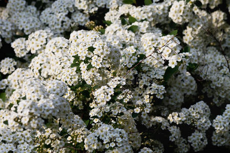 季节 春天 开花 花序 花园 特写镜头 树叶 公园 灌木