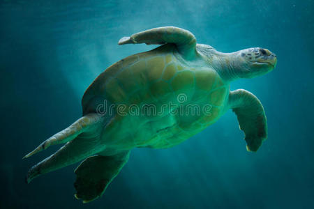 海的 游泳 龟科 大西洋 海洋 海龟 地中海 水族馆 印第安人