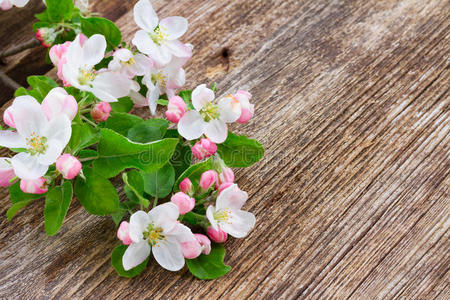 苹果树开花