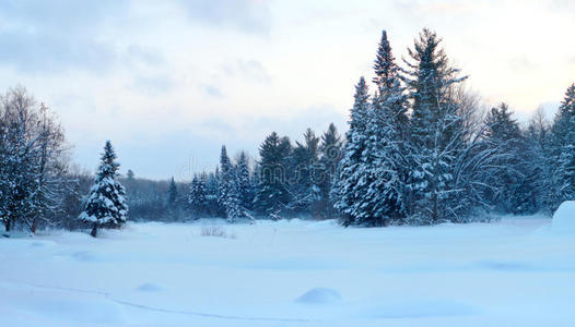 圣诞节 公园 寒冷的 暴风雪 松木 场景 天气 季节 天空