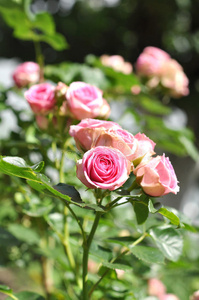 自然 开花 粉红色 玫瑰 花瓣 公园 美女 花的 植物区系