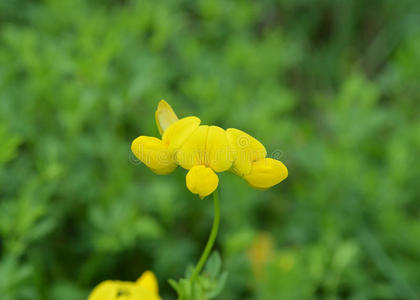 鸟足三叶莲照片