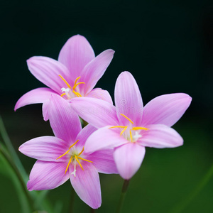 植物区系 盛开 颜色 花束 特写镜头 植物学 开花 花的