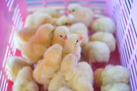 农场里的一群黄色可爱的小鸡