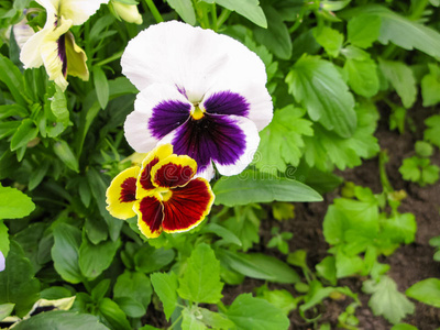 特写镜头 领域 花的 粉红色 开花 美丽的 花坛 花瓣 多种