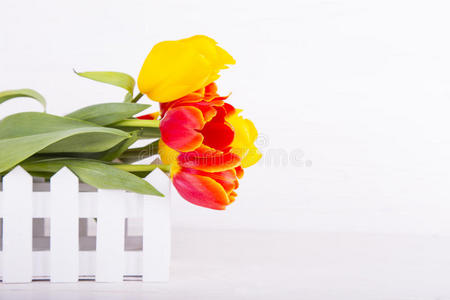 白色木制背景上红色和黄色郁金香的花束