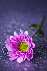 特写紫色菊花，水滴在光滑的表面