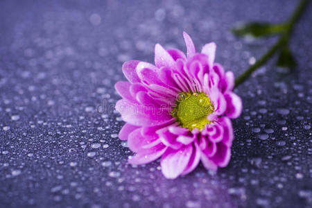 特写紫色菊花，水滴在光滑的表面
