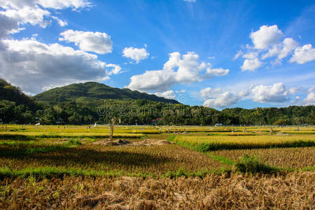 山谷 稻谷 大米 季节 南方 种植园 领域 美丽的 亚洲