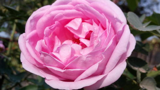 美丽的 自然 粉红色 玫瑰