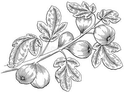 无花果图形树黑白孤立素描插图照片