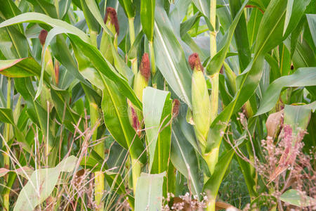 食物 自然 玉米芯 培养 谷类食品 栽培 农事 作物 乡村