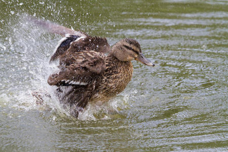池塘 水禽 泼洒 野生动物 鸭子 时间 海鸭 伟大的 动物群