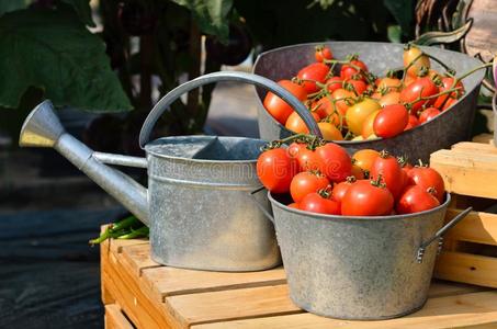 健康 素食主义者 水果 植物 蔬菜 番茄 篮子 沙拉 饮食
