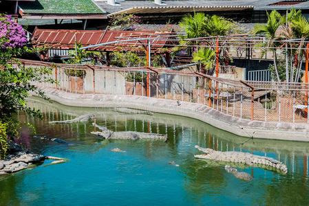 常见的鳄鱼图片