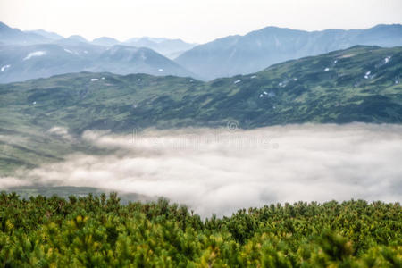 森林 美丽的 生态系统 俄罗斯 秋天 陨石坑 圆锥体 全景