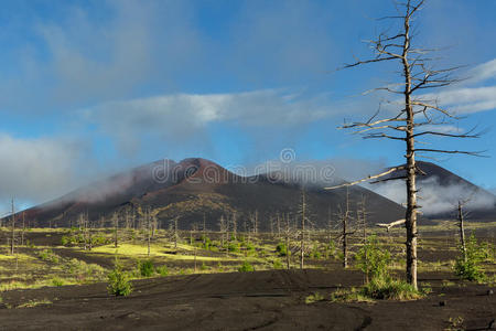 枯木1975年托尔巴希克北部火山爆发期间火山灰灾难性释放的后果