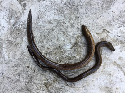 隐孢子虫病图片