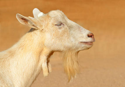 脊椎动物 动物 农场 动物群 农业 轮廓 山羊 繁殖 哺乳动物