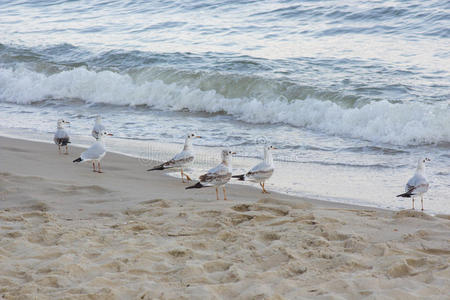 海岸上的海鸥